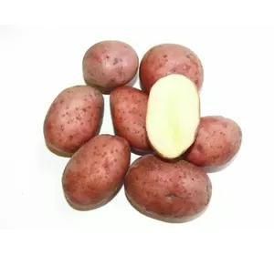Картопля рожева
